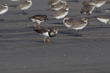 Ruddy Turnstone (Arenaria tercüme eder), Hindistan 'ın Maharashtra kentinde, Alibag' deki Akshi Sahili 'nde gözlenen bir kuş.