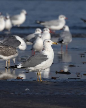 Daha az siyah sırtlı martı (Larus fuscus), Hindistan 'ın Maharashtra kentinde, Alibag' deki Akshi Sahili 'nde gözlenen büyük bir martı.