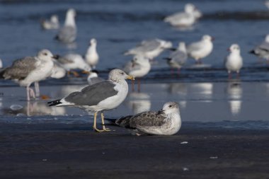 Daha az siyah sırtlı martı (Larus fuscus), Hindistan 'ın Maharashtra kentinde, Alibag' deki Akshi Sahili 'nde gözlenen büyük bir martı.