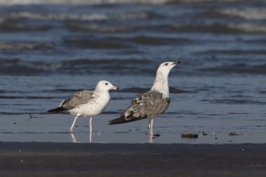 Daha az siyah sırtlı martı (Larus fuscus), Hindistan 'ın Maharashtra kentinde, Alibag' deki Akshi Sahili 'nde gözlenen büyük bir martı.