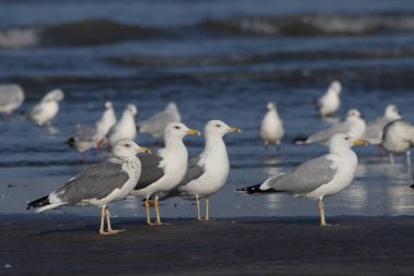 Daha az siyah sırtlı martı (Larus fuscus), Hindistan 'ın Maharashtra kentinde, Alibag' deki Akshi Sahili 'nde gözlenen büyük bir martı.