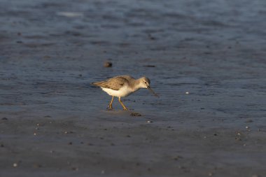 Terek Sandpiper (Xenus cinereus), Hindistan 'ın Maharashtra kentinde, Alibag kentinde, Akshi Sahili' nde gözlemlenen küçük bir göçmen palearktik balıkçı türü.