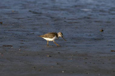 Terek Sandpiper (Xenus cinereus), Hindistan 'ın Maharashtra kentinde, Alibag kentinde, Akshi Sahili' nde gözlemlenen küçük bir göçmen palearktik balıkçı türü.