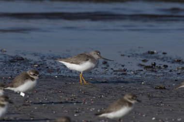 Terek Sandpiper (Xenus cinereus), Hindistan 'ın Maharashtra kentinde, Alibag kentinde, Akshi Sahili' nde gözlemlenen küçük bir göçmen palearktik balıkçı türü.
