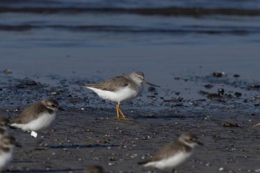 Terek Sandpiper (Xenus cinereus), Hindistan 'ın Maharashtra kentinde, Alibag kentinde, Akshi Sahili' nde gözlemlenen küçük bir göçmen palearktik balıkçı türü.