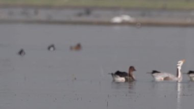 Tayga Bean Goose ve bar kazları Maharashtra, Hindistan 'da Bhigwan' da yüzüyorlar.