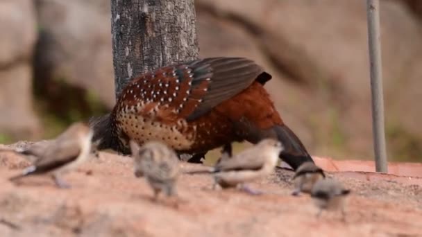 Ptaszki Malowane Galloperdix Lunulata Obserwowane Hampi Karnatace Indiach — Wideo stockowe