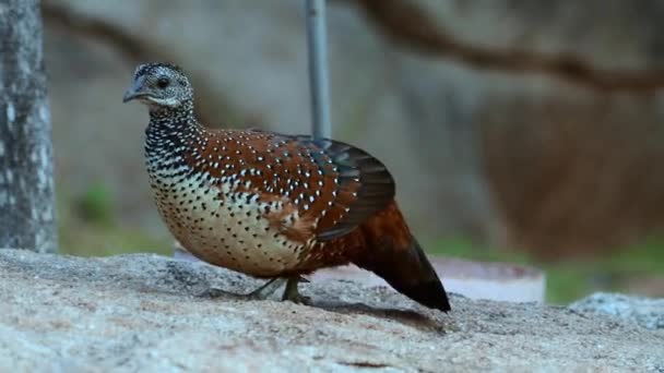 在印度卡纳塔克邦汉皮观察到的彩绘飞鸟 — 图库视频影像