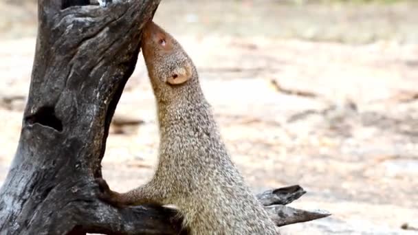 インドのカルナタカのハンピで観察されたインド亜大陸および西アジア原産のマングース種であるインドの灰色のモンゴースまたはアジアの灰色のモンゴース ウルヴァエドワード — ストック動画