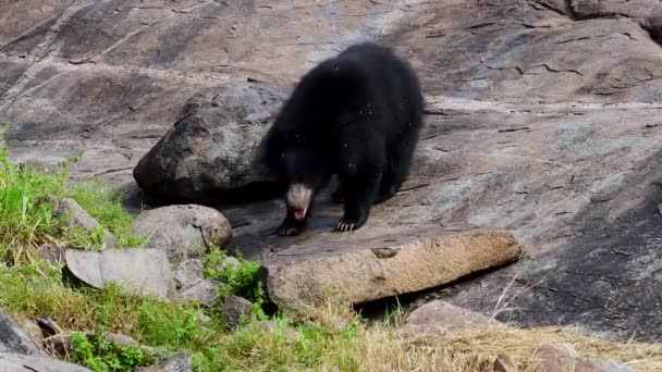 Der Indische Faultier Bär Melursus Ursinus Der Daroji Sloth Bear — Stockvideo