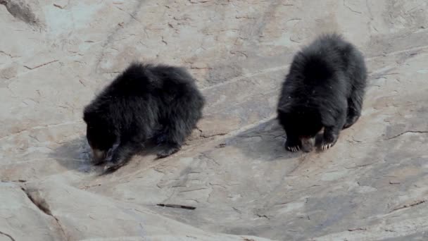 Oso Perezoso Indio Melursus Ursinus Observado Daroji Sloth Bear Sanctuary — Vídeos de Stock