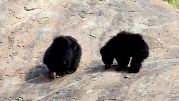 Indiase Luiaard Beer Melursus Ursinus Waargenomen Daroji Sloth Bear Sanctuary — Stockvideo