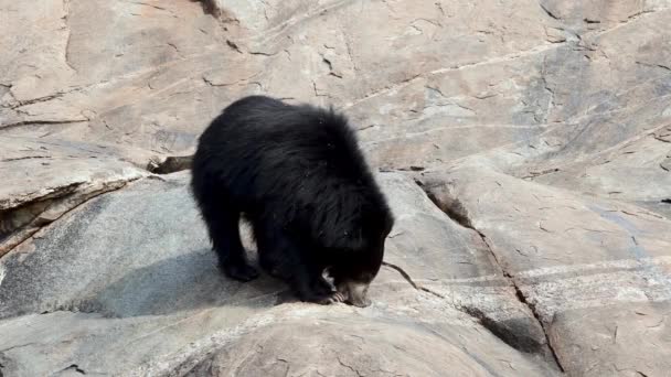 Ursul Indian Melursus Ursinus Observat Daroji Sloth Bear Sanctuary Este — Videoclip de stoc