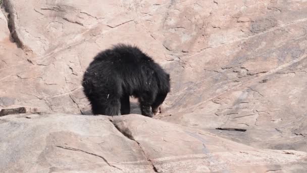 在Daroji Sloth Bear Sanctuary观察到的印度树懒熊 Melursus Ursinus 位于卡纳塔克邦的Ballari地区 Daroji Sloth Bear — 图库视频影像