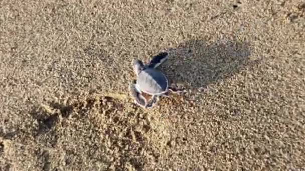 Tortuga Recién Nacida Eclosionando Sukumade Tortuga Conservación Liberada Por Los — Vídeos de Stock