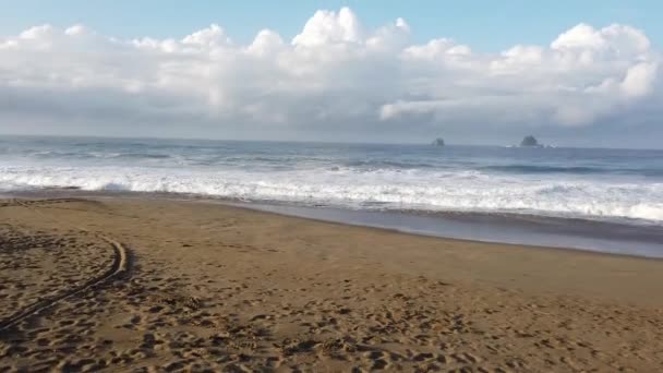 Spiaggia Sukumade East Java Indonesia Dove Tartarughe Appena Nati Vengono — Video Stock
