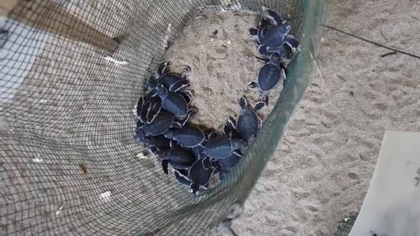 Tortugas Recién Nacidas Conservación Tortuga Sukamade Listas Para Ser Liberadas — Vídeos de Stock