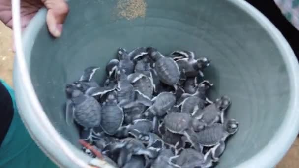 Frissen Kikelt Teknősök Sukamade Turtle Természetvédelmi Készen Áll Hogy Kiadja — Stock videók