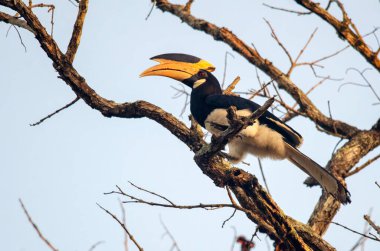 Malabar, Karntaka 'daki Dandeli' de gözlenen boynuz gagalı Anthracoceros Coronatus 'a el koydu.