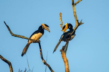 Malabar, Karntaka 'daki Dandeli' de gözlenen boynuz gagalı Anthracoceros Coronatus 'a el koydu.