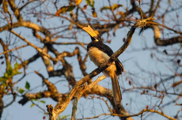 Malabar, Karntaka 'daki Dandeli' de gözlenen boynuz gagalı Anthracoceros Coronatus 'a el koydu.