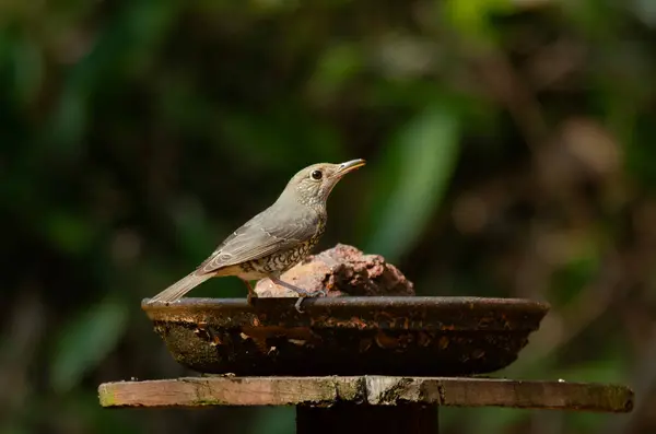 Dişi Mavi kaya ardıcı Monticola solitarius Hindistan 'ın Karnataka kentindeki Dandeli' de kuş derisinde gözlemlendi.