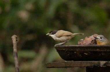 Kara yüzlü geveze Dumetia atriceps, Batı Ghat 'lerinde bulunan bir Eski Dünya gevezesi, Hindistan, Karnataka' daki Dandeli 'de kuş derisinde görüldü.
