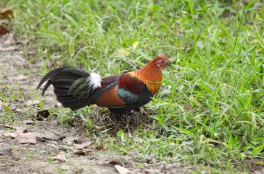 Kızıl orman kuşu Gallus Gallus Hindistan 'ın Assam kentindeki Kaziranga Ulusal Parkı' nda gözlendi.