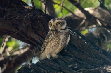 Benekli baykuş Athene Brama, Hindistan 'ın Gujarat kentindeki Kutch' un Küçük Rann 'ında gözlemlendi.