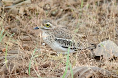Indian stone-curlew or Indian thick-knee Burhinus indicus observed in Sasan Gir in Gujarat, India clipart
