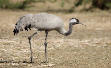 Grus grus, Hindistan 'ın Gujarat kentindeki Kutch' un Küçük Rann 'ında Avrasya turnası olarak da bilinir.