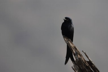 Hindistan, Rajasthan 'daki Jhalana' da siyah drongo Dicrurus makrocercus gözlemlendi.