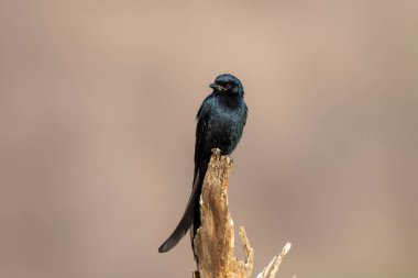Hindistan, Rajasthan 'daki Jhalana' da siyah drongo Dicrurus makrocercus gözlemlendi.