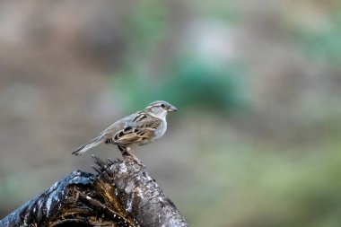 Rajasthan 'daki Jhalana Leopar Barınağı' nda gözlemlenen sarı boğazlı serçe ya da kestane omuzlu Petronia Gymnoris Xanthocollis.