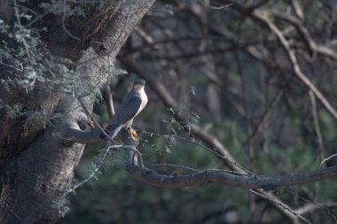 Avrasya atmacası (Accipiter nisus), Rajasthan 'daki Jhalana Leopar Barınağı' nda gözlemlenen atmaca ya da kısaca Atmaca olarak da bilinir.