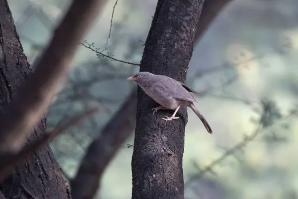 stock image Jungle babbler (Argya striata) observed in Jhalana Leopard Reserve in Rajasthan, India