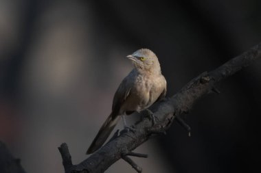 Hindistan, Rajasthan 'daki Jhalana Leopar Barınağı' nda büyük gri geveze (Argya malcolmi) gözlemlendi.