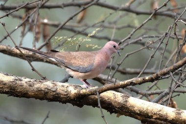 Gülen güvercin (Spilopelia senegalensis) Rajasthan 'daki Jhalana Leopar Koruma Alanı' nda gözlemlendi