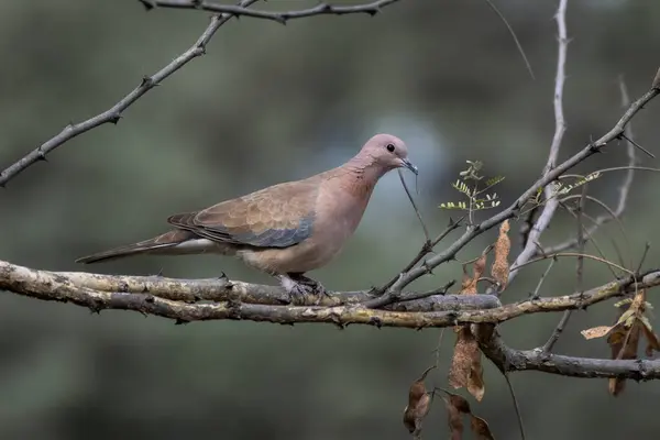 Gülen güvercin (Spilopelia senegalensis) Rajasthan 'daki Jhalana Leopar Koruma Alanı' nda gözlemlendi