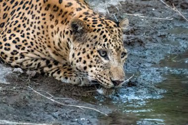 Hint leoparı (Panthera pardus fusca) Rajasthan 'daki Jhalana Reserve' de bir su birikintisinde.