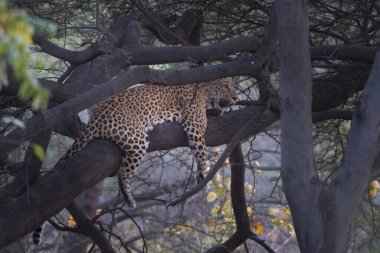 Hint leoparı (Panthera pardus fusca) Hindistan 'ın Rajasthan kentindeki Jhalana Leopar Barınağı' nda bir ağacın üzerinde dinleniyor.
