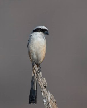 Hindistan 'ın Rajasthan bölgesindeki Jhalana Reserve' de görülen uzun kuyruklu örümcekkuşu (Lanius schach).