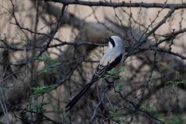 Hindistan 'ın Rajasthan bölgesindeki Jhalana Reserve' de görülen uzun kuyruklu örümcekkuşu (Lanius schach).