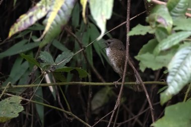 Hindistan 'ın Nagaland kentindeki Khonoma' da, Timaliidae familyasından bir kuş türü olan uzun kuyruklu çene çalıkuşu (Spelaeornis chocolatinus).