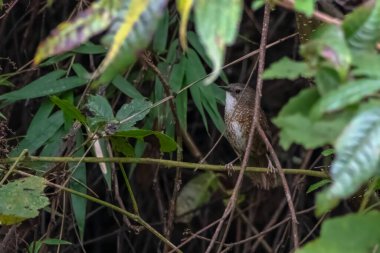 Hindistan 'ın Nagaland kentindeki Khonoma' da, Timaliidae familyasından bir kuş türü olan uzun kuyruklu çene çalıkuşu (Spelaeornis chocolatinus).