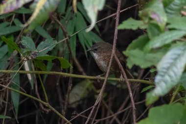 Naga wren-babbler or long-tailed wren-babbler (Spelaeornis chocolatinus), a bird species in the family Timaliidae, at Khonoma in Nagaland, India clipart