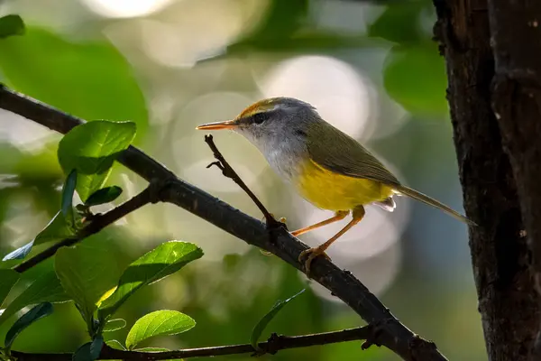 Hindistan 'ın Nagaland kentindeki Khonoma' da dağ terzi kuşu (Phyllergates cucullatus) gözlemlendi.