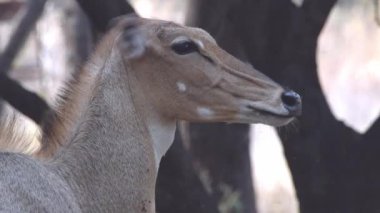 Asya 'nın en büyük antilobu Nilgai Boselaphus tragocamelus, Hindistan' ın Rajasthan kentindeki Jaipur yakınlarında Jhalana Leopar Koruma Alanı 'nda gözlemlenmiştir.