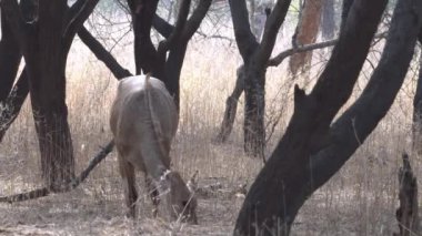 Asya 'nın en büyük antilobu Nilgai Boselaphus tragocamelus, Hindistan' ın Rajasthan kentindeki Jaipur yakınlarında Jhalana Leopar Koruma Alanı 'nda gözlemlenmiştir.