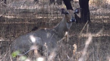 Asya 'nın en büyük antilobu Nilgai Boselaphus tragocamelus, Hindistan' ın Rajasthan kentindeki Jaipur yakınlarında Jhalana Leopar Koruma Alanı 'nda gözlemlenmiştir.